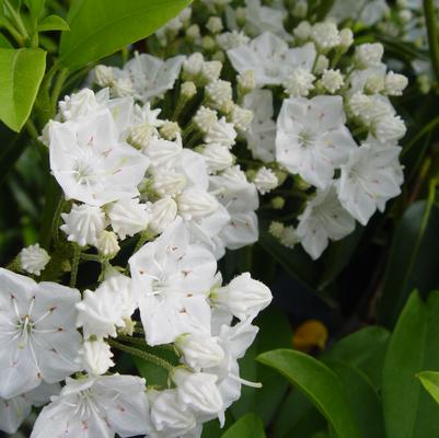 Kalmia latifolia 'Snowdrift'