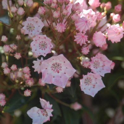 Kalmia latifolia 'Tinkerbell'