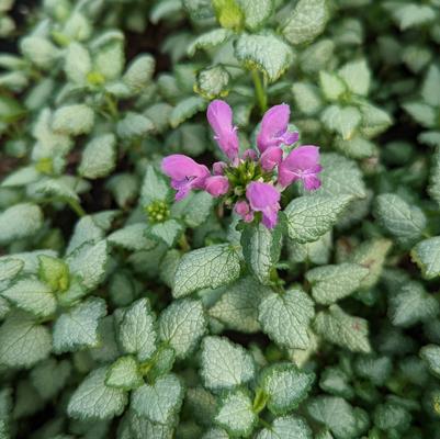 Lamium maculatum 'Red Nancy'