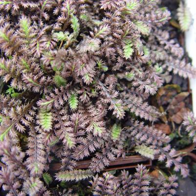 Leptinella squalida 'Platts Black'