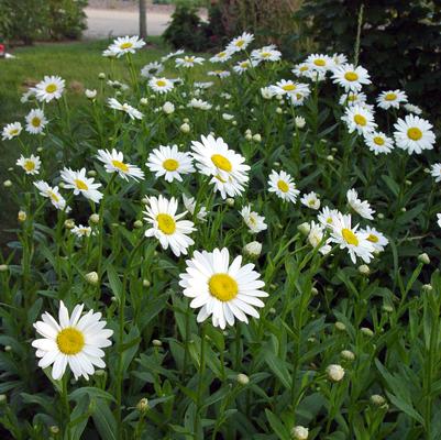 Leucanthemum x superbum 'Becky'