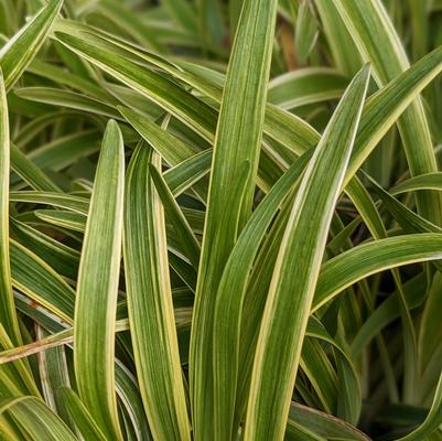 Liriope muscari 'Variegata'