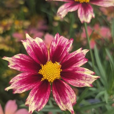 Coreopsis x Li'l Bang™ 'Starlight'