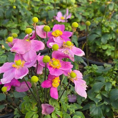 Anemone x Fantasy™ 'Red Riding Hood'