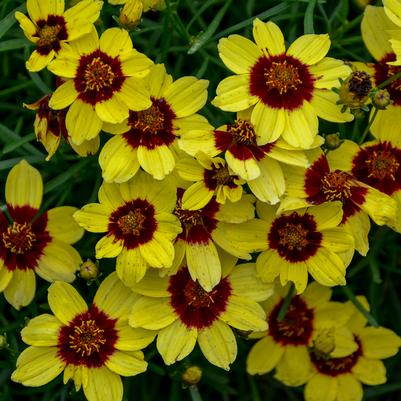 Coreopsis verticillata Sizzle & Spice® 'Sassy Saffron'