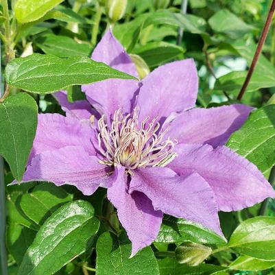Clematis x Bijou™