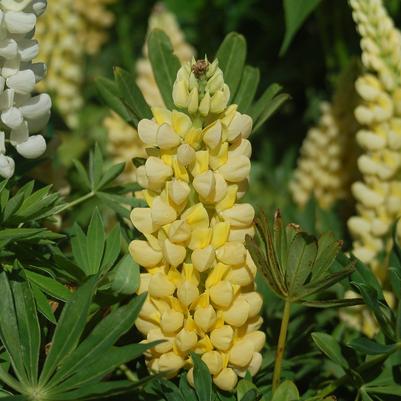 Lupinus 'Chandelier'