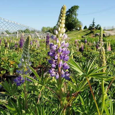 Lupinus polyphyllus 'Gallery Blue'