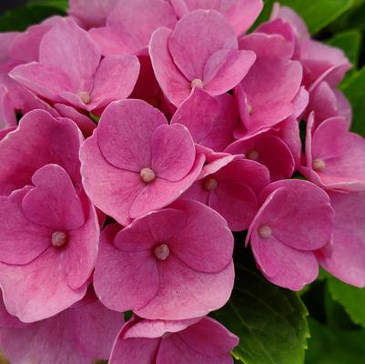 Hydrangea macrophylla Elizabeth Ashley