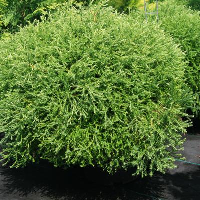 Thuja occidentalis Pancake™