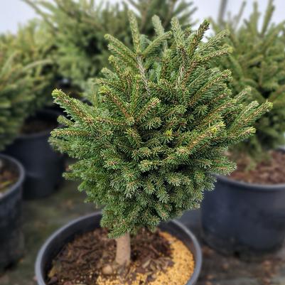 Picea orientalis 'Bergman's Gem'