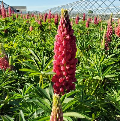 Lupinus polyphyllus 'Gallery Red'