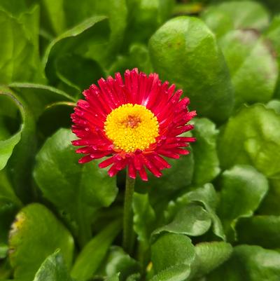 Bellis perennis Bellissima™ Red