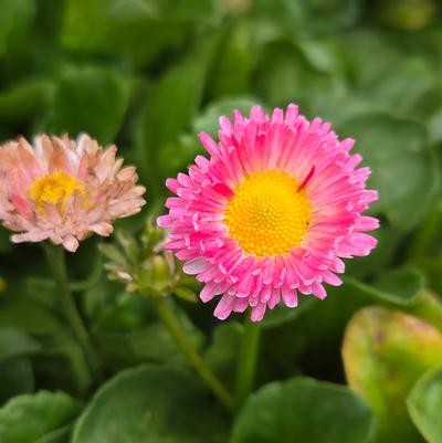 Bellis perennis Bellissima™ Rose