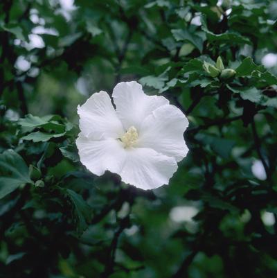Hibiscus syriacus Diana
