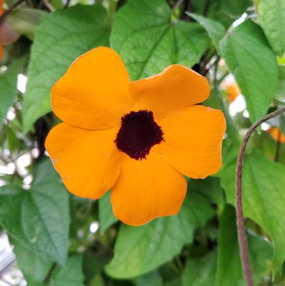 Thunbergia alata Assorted