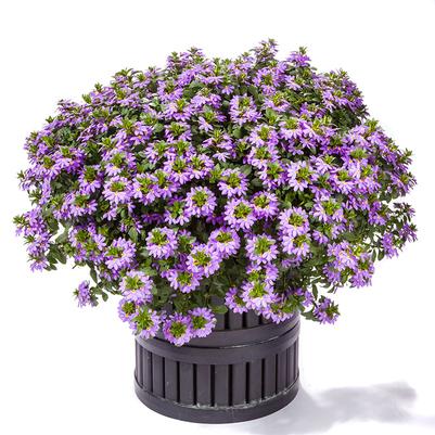 Scaevola Scampi Blue