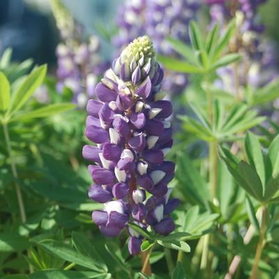 Lupinus 'The Governor'