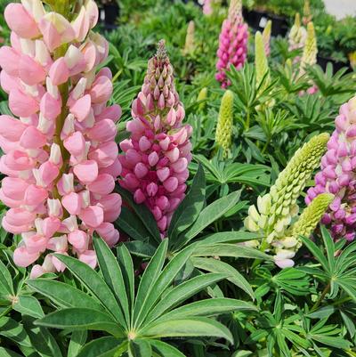 Lupinus polyphyllus 'Lupini Pink Shades'