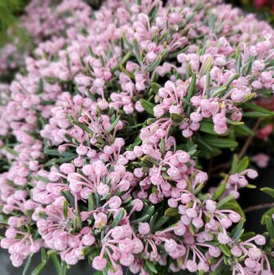 Andromeda polifolia 'Blue Ice'