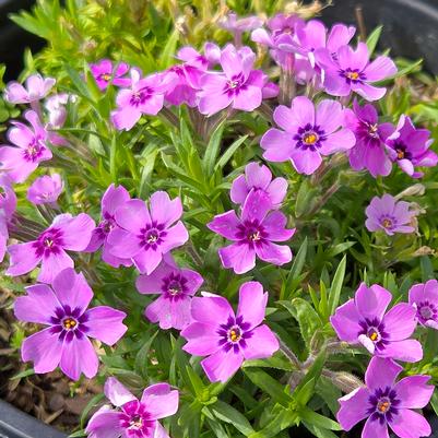 Phlox subulata 'Eye Shadow'