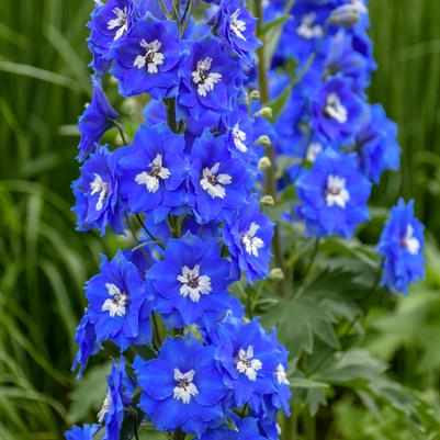 Delphinium x 'Cobalt Dreams'