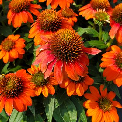 Echinacea x Sombrero® Fiesta Orange