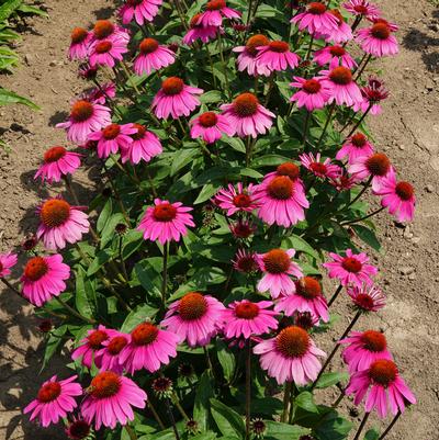 Echinacea x Sombrero® Rosada