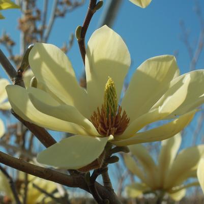 Magnolia x 'Butterflies'