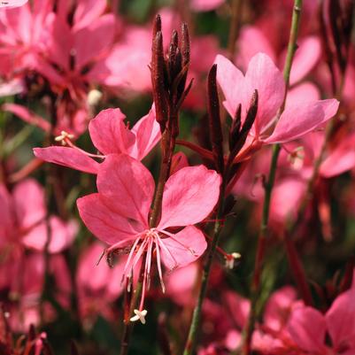 Gaura lindheimeri Belleza® Dark Pink