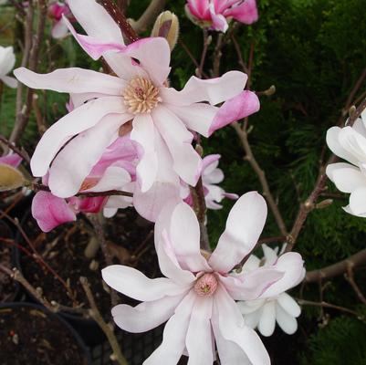 Magnolia × loebneri 'Leonard Messel'