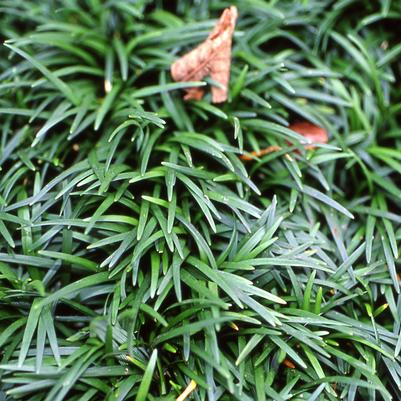 Ophiopogon japonicus 'Nana'