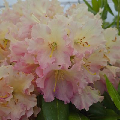 Rhododendron 'Hoopla'