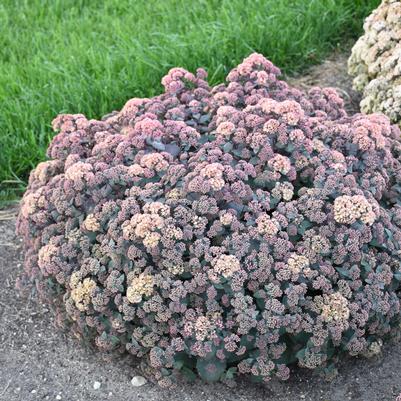 Sedum spectablie 'Spellbound'