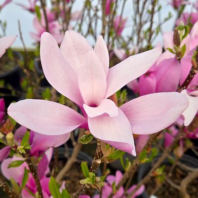 Magnolia liliiflora 'Jane'