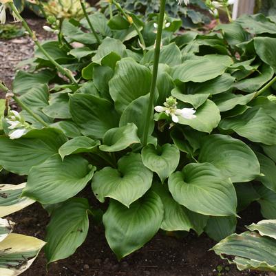 Hosta x 'Royal Crest'