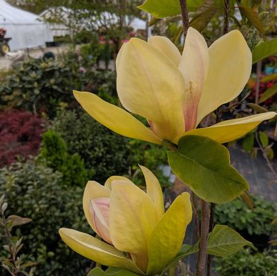 Magnolia x 'Sunsation'