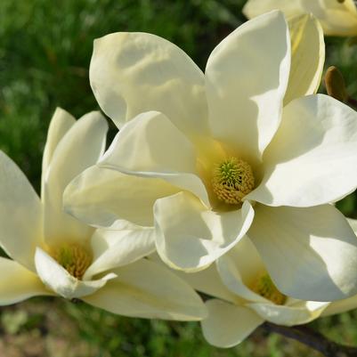 Magnolia 'Elizabeth'
