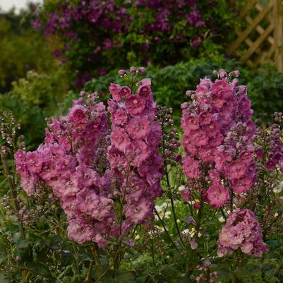 Delphinium x New Zealand 'Pink Punch'