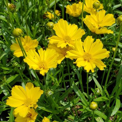 Coreopsis x Li'l Bang™ 'Goldilocks'
