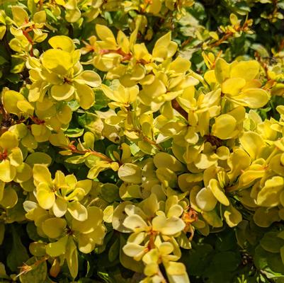 Berberis thunbergii WorryFree® Lemon Cutie®