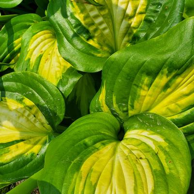 Hosta x 'Avocado'