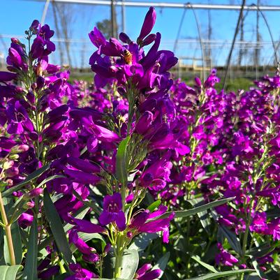 Penstemon barbatus Pristine Lilac Purple