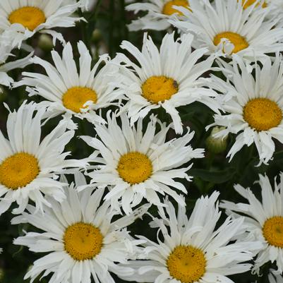 Leucanthemum superbum Amazing Daisies® 'Spun Silk'