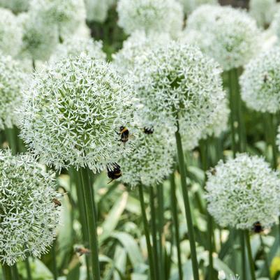 Allium stipitatum 'Mount Everest'