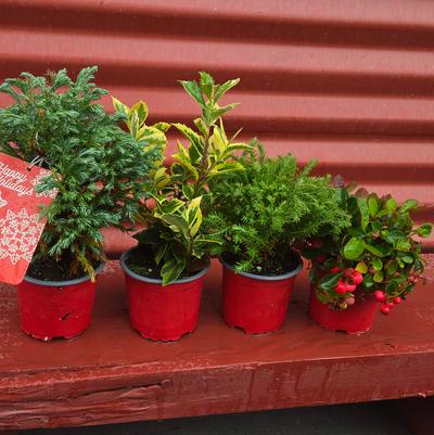 Holiday Combo Bumble Bounce