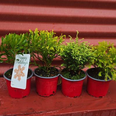 Holiday Combo Rudolph's Favorite