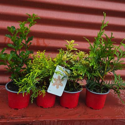 Holiday Santa's Choice Combo Santa's Choice Collection