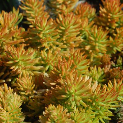 Sedum rupestre 'Prima Angelina'