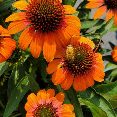 Echinacea x Artisan™ Soft Orange